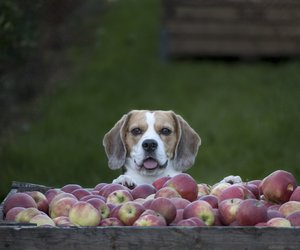 Dürfen Hunde Äpfel essen? Alles, was du wissen musst