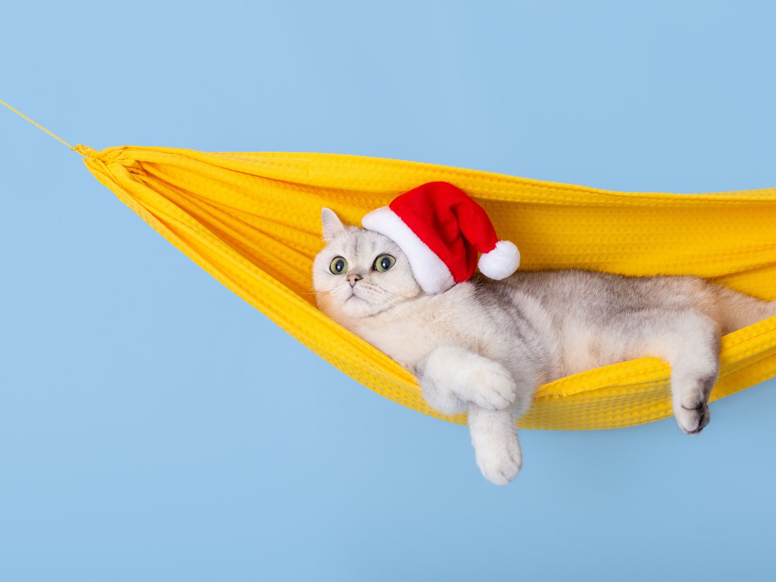 Katzenminze Spielzeug Weihnachten - Plüsch Fisch & Lebkuchenmann Für Katzen