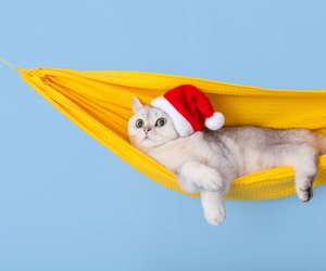 Das sind die niedlichsten Weihnachtsgeschenke für Katzen