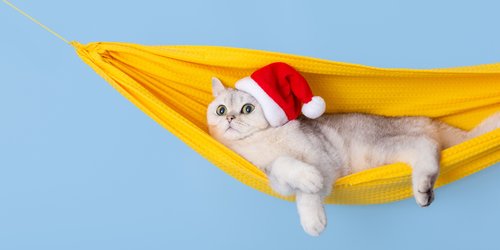 Über diese Geschenke freut sich eure Katze an Weihnachten