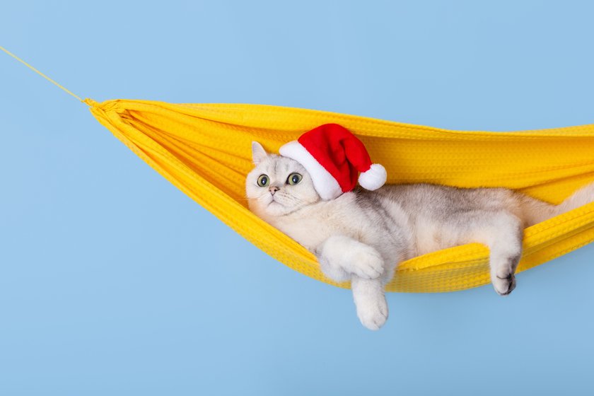 Cute white british cat in a red Santa Claus hat, lying in a yellow fabric hammock