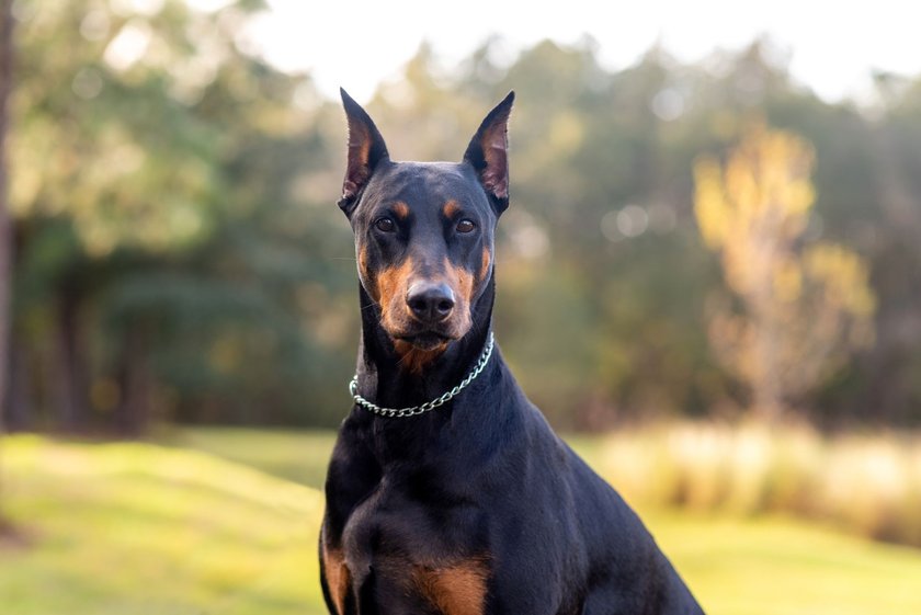 Doberman Pinscher mit Kette in einem Park