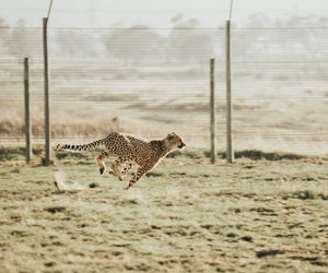 Wo leben Geparden? Die Heimat der schnellen Jäger