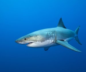 Die 5 gefährlichsten Fische der Welt (von denen du dich besser fern hältst)