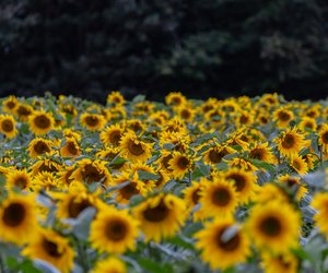 Noch im Mai anpflanzen: Fünf Blumen, die jetzt in euren Garten gehören