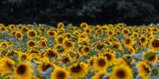 Noch im Mai anpflanzen: Fünf Blumen, die jetzt in euren Garten gehören