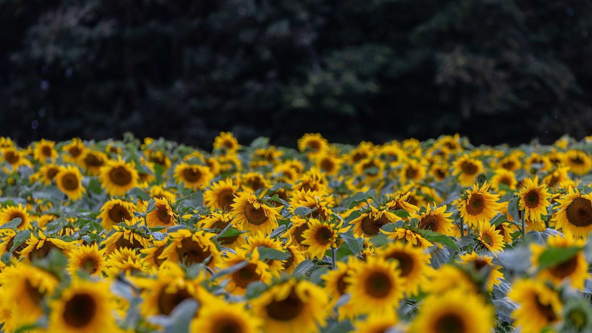 Noch im Mai anpflanzen Fünf Blumen, die jetzt in euren Garten gehören