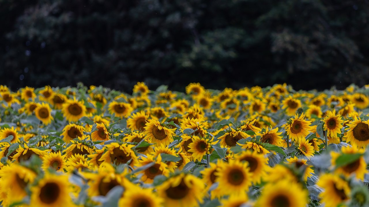 Nicht nur Sonnenblumen dürfen im Mai endlich ins Beet.