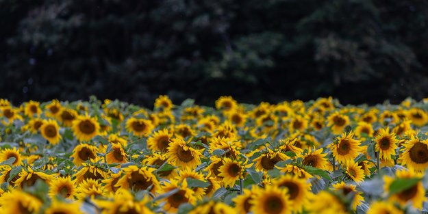 Noch im Mai anpflanzen: Fünf Blumen, die jetzt in euren Garten gehören