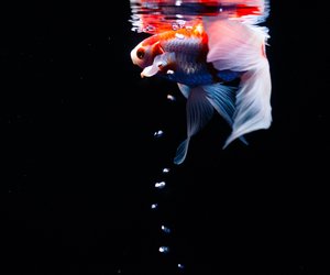 Wie alt werden Guppys? Achte auf die Flossengröße