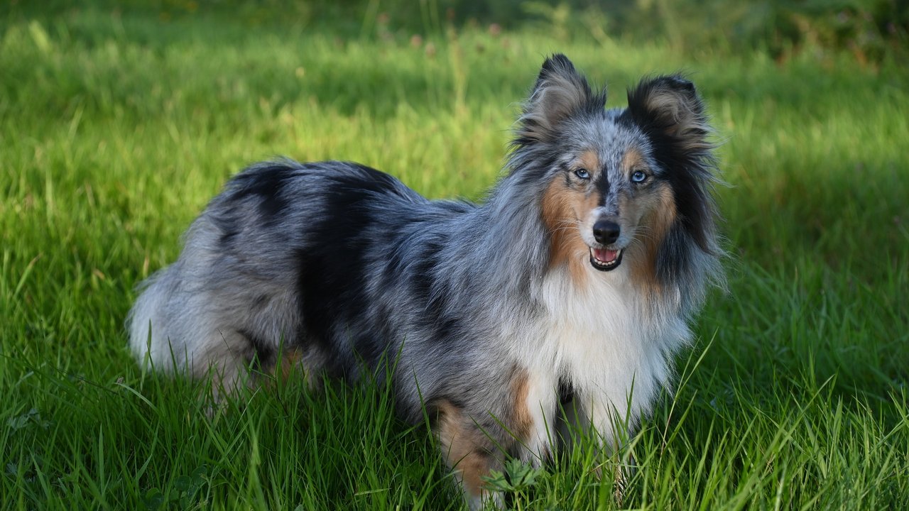 Hunde mit blauen Augen faszinieren und fallen auf.