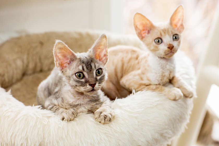 Zwei Cornish Rex Kätzchen in einem Korb