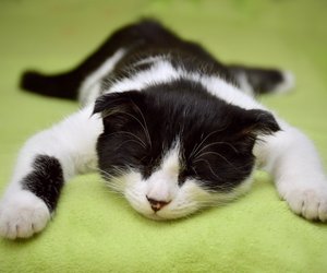 Ein Mythos um Tränen: Können Katzen weinen?