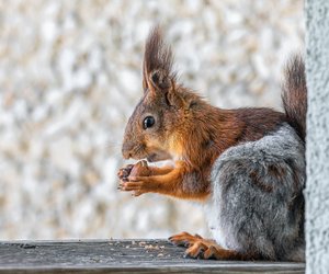 Was fressen Eichhörnchen und ist das Füttern der Nager erlaubt?
