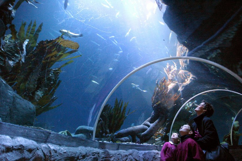 Besucher im Unterwassertunnel im Sea Life Speyer