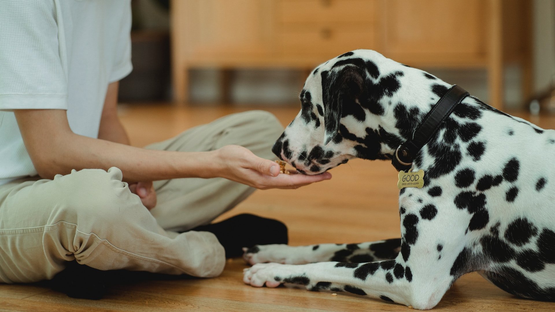 Dürfen Hunde Kohlrabi essen? Das solltest du wissen