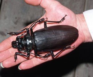 Welcher ist der größte Käfer der Welt?
