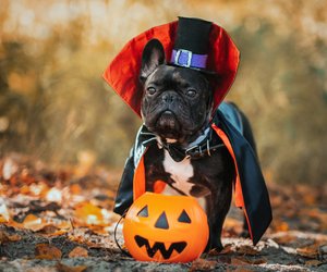 Hundekostüm zu Halloween: 9 schaurig schöne Outfits für eure Vierbeiner