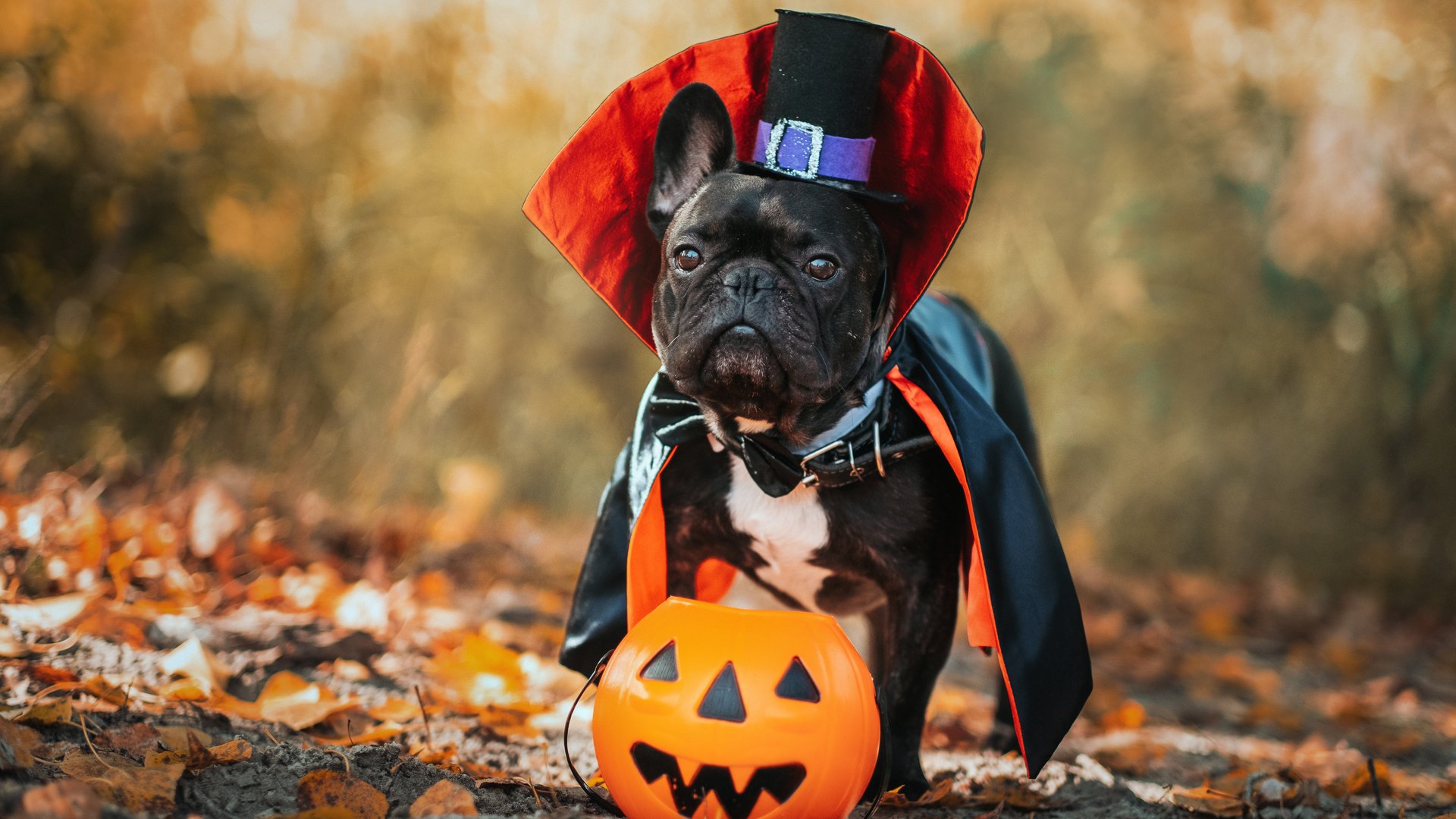 Hundekostüm zu Halloween: 9 gruselig-süße Outfits