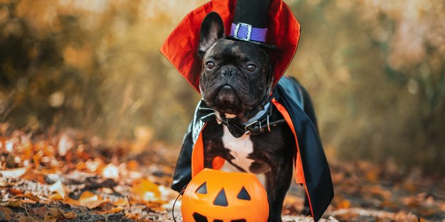 Hundekostüm zu Halloween: Diese 9 Ideen können sich echt sehen lassen