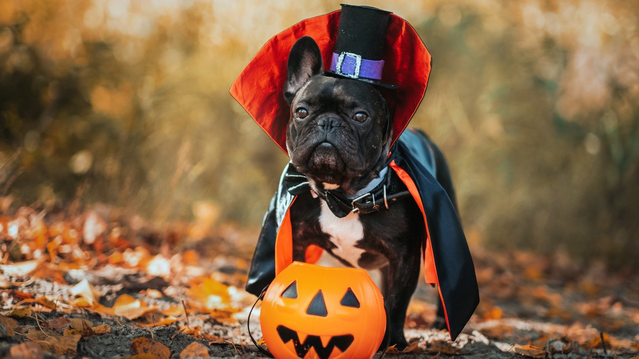 Hundekostüm Halloween - Hund in Vampirkostüm