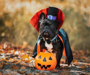 Hundekostüm zu Halloween: 9 super niedliche Grusel-Outfits für eure Vierbeiner