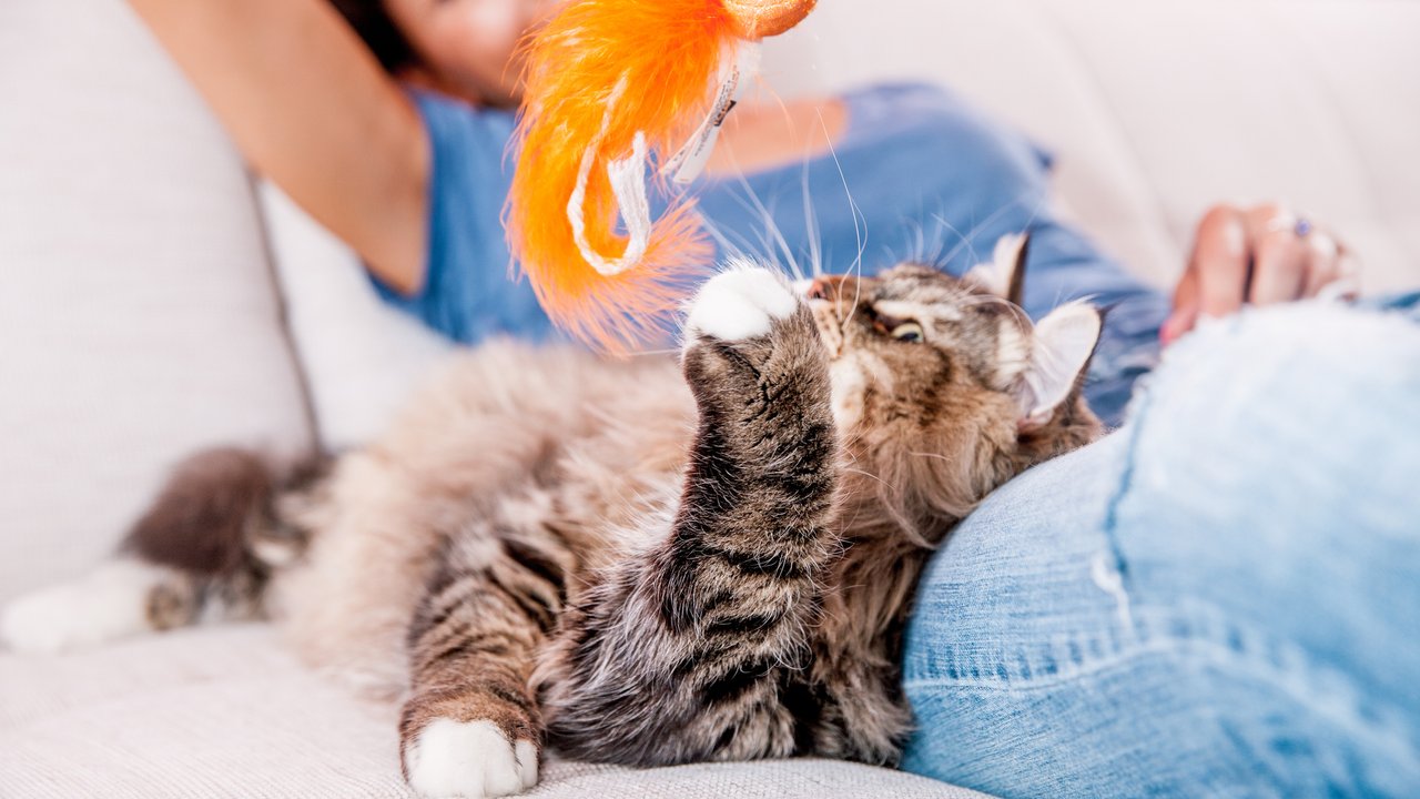 Playful Siberian Cat Enjoying Playing On Sofa With Her Owner
