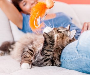 Laut Expertin: So erkennst du, ob deine Katze genug Zuwendung bekommt