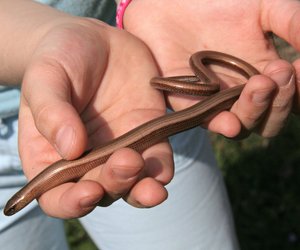 Was fressen Blindschleichen? Das steht auf ihrem Speiseplan