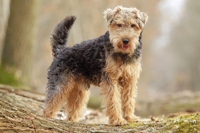 Dog - Welsh Terrier