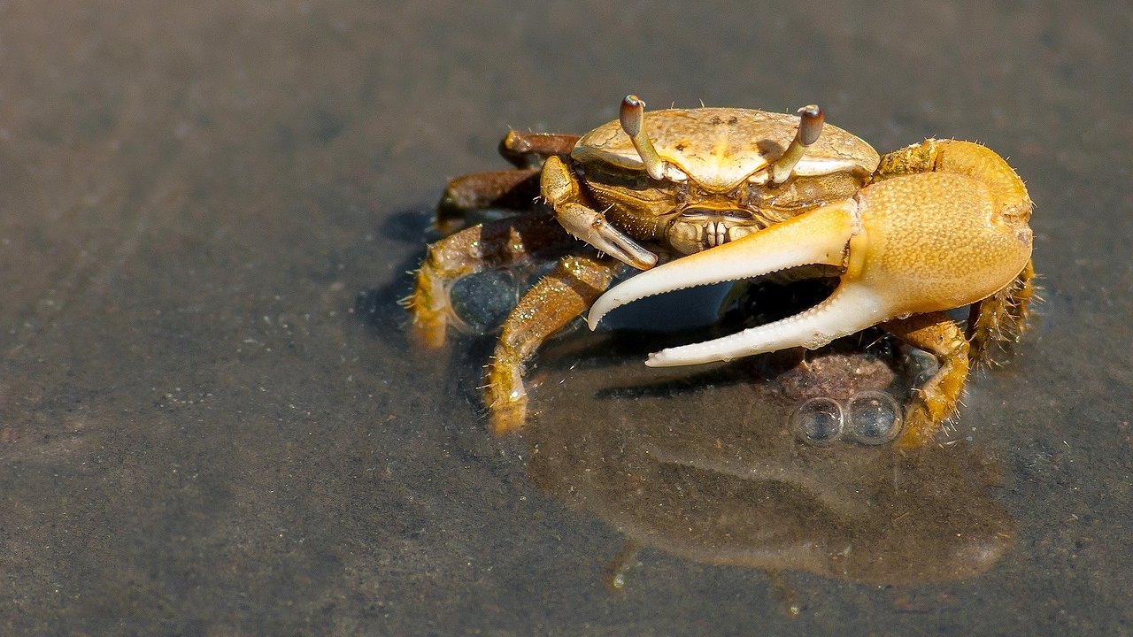 Die Krabbe ist eins von 52.000 Krebstieren.
