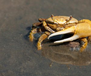 Was ist der Unterschied zwischen Krabbe und Krebs?