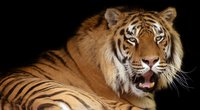 Tiger: Wo leben die gestreiften Großkatzen?