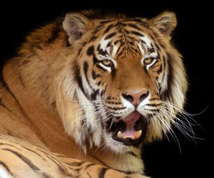 Tiger: Wo leben die gestreiften Großkatzen?