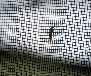 Insekten bleiben draußen: Die 5 besten Fliegengitter im Test