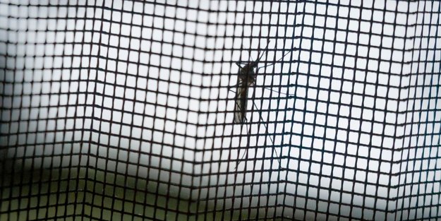 Insekten bleiben draußen: Die 5 besten Fliegengitter im Test