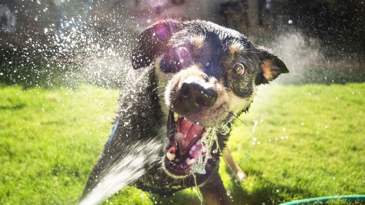 Gartenarbeit im Juni: Hund spielt mit Wasser