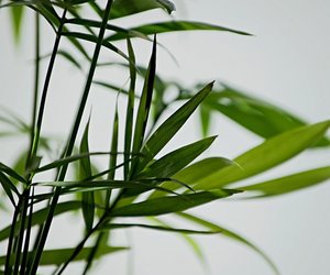 Ist die Bergpalme giftig für Mensch und Tier?