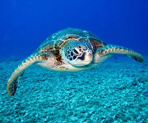 Das sind die schönsten Kinderserien für Schildkröten-Fans