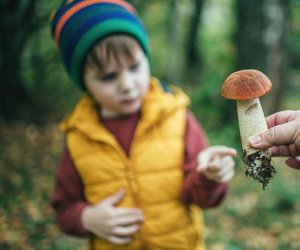 Das sind die bekanntesten Speisepilze, die in euren Pilzkorb dürfen!