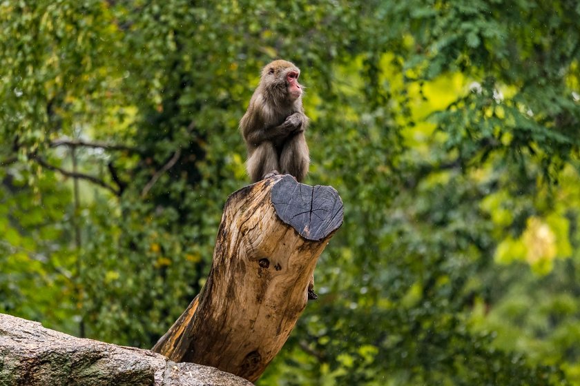 Ein Pavian sitzt auf einem Baumstamm im Berliner Zoo