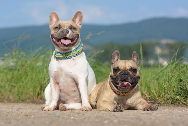 Die Französische Bulldogge mag es eher gemütlich.