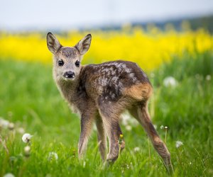 Bambi Neuverfilmung: Disney plant nächstes Real-Action-Remake