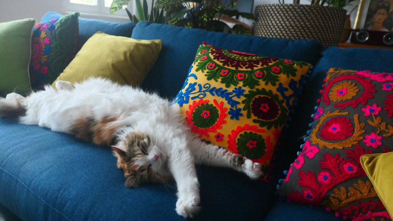 Thomas Staubsauger Test - Katze auf Sofa