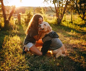 Anschmiegsam und treu: Wie alt werden Golden Retriever? 
