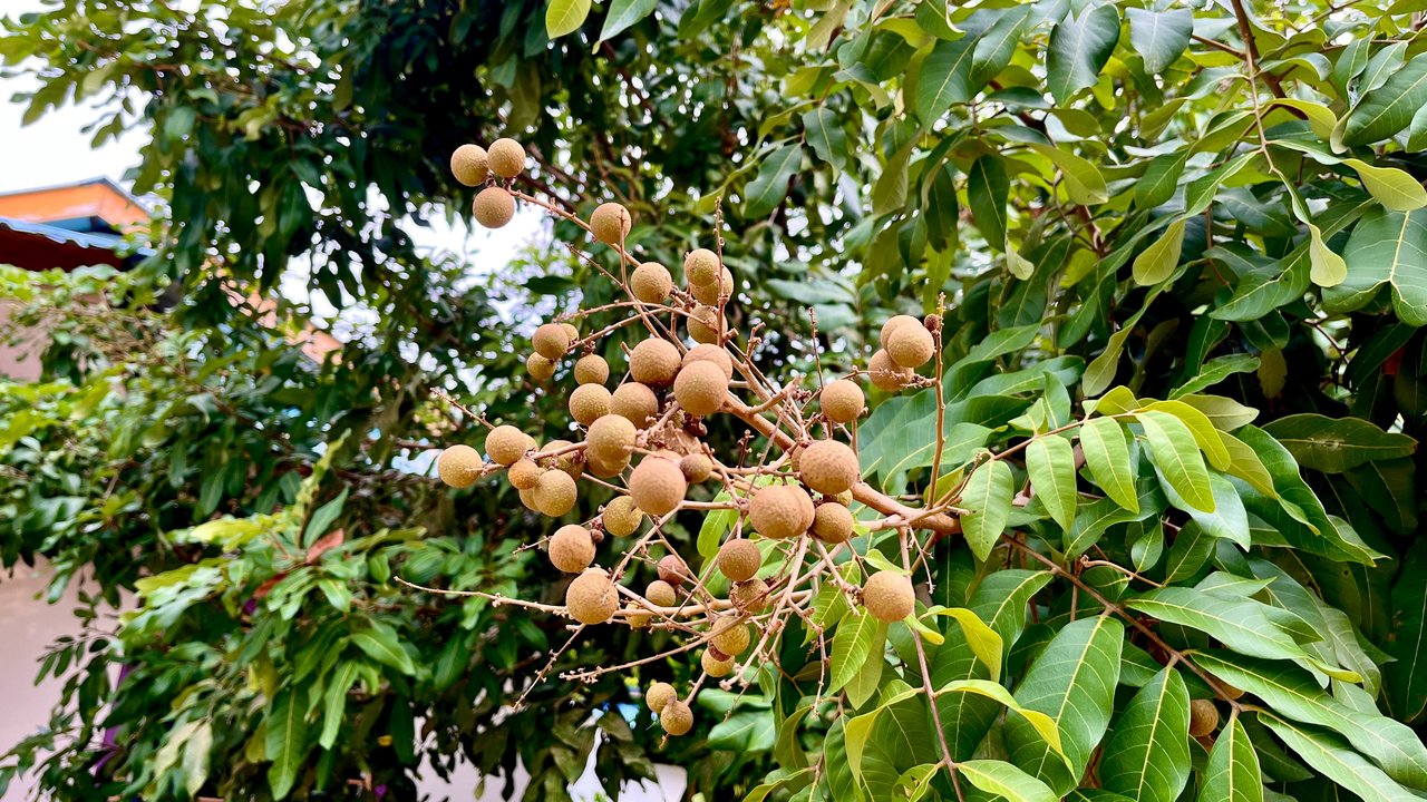 Die Longan-Frucht an ihrem Baum.