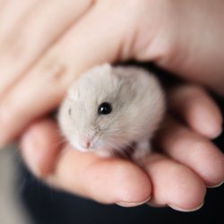 Balu, Teddy, Lolli und mehr Hamster-Namen, die genauso niedlich sind wie dein flauschiger Freund