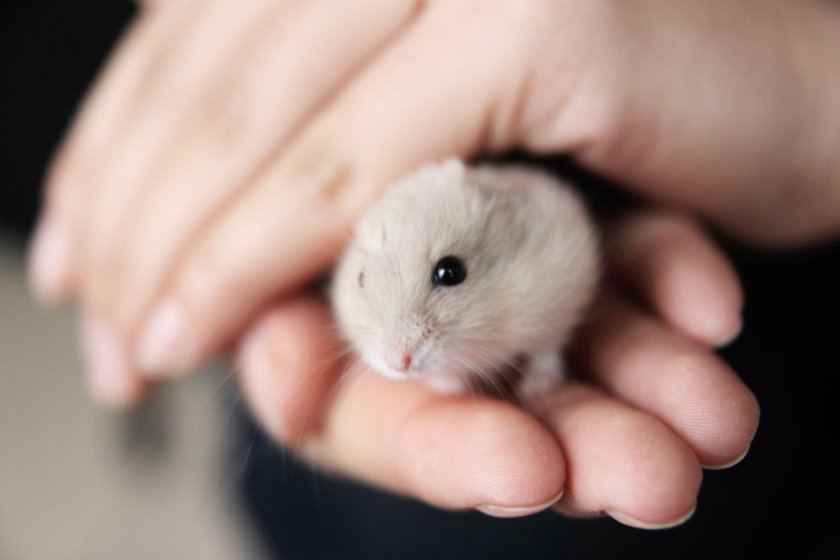 Schöne Hamsternamen