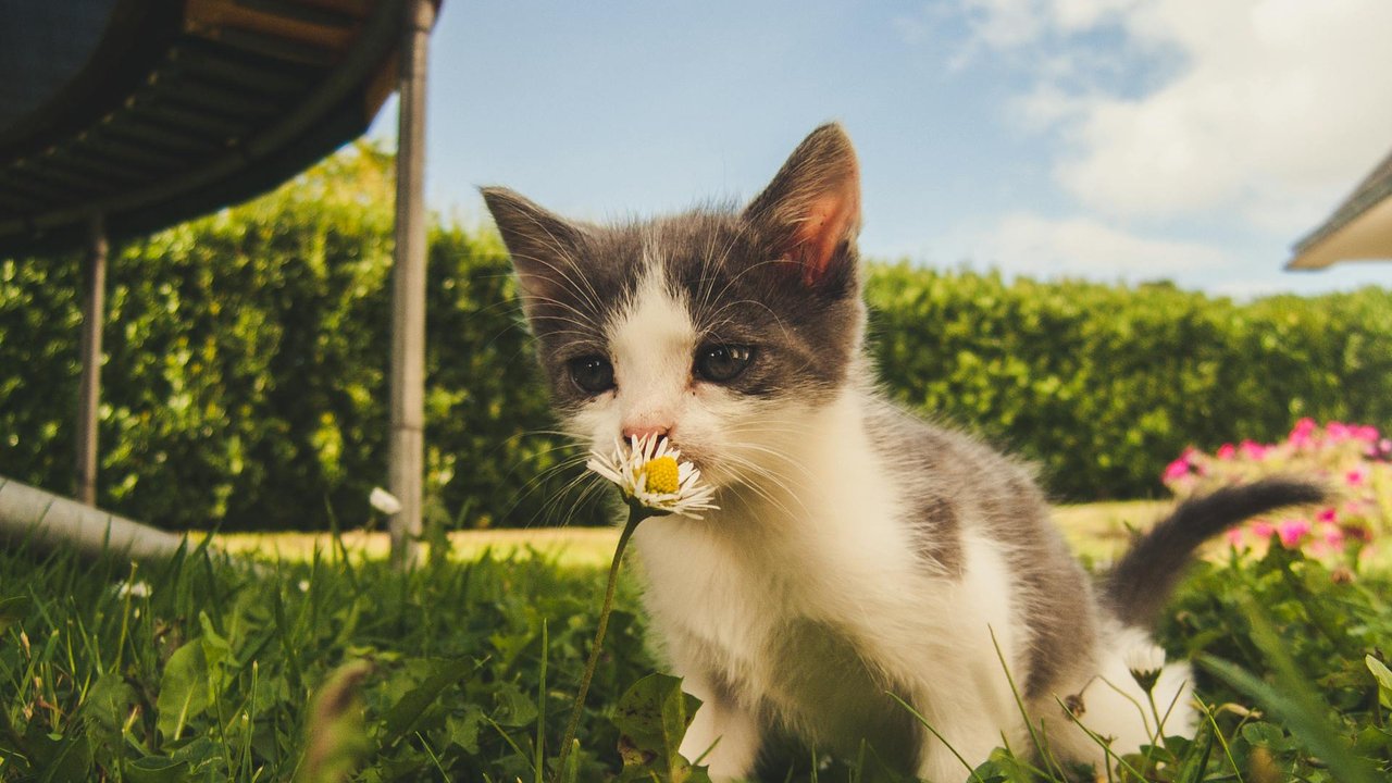 Junge Katzen sind neugierig und entdecken die Welt mit ihren Sinnen.