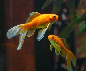 Tierwissen: Wie alt werden Goldfische?